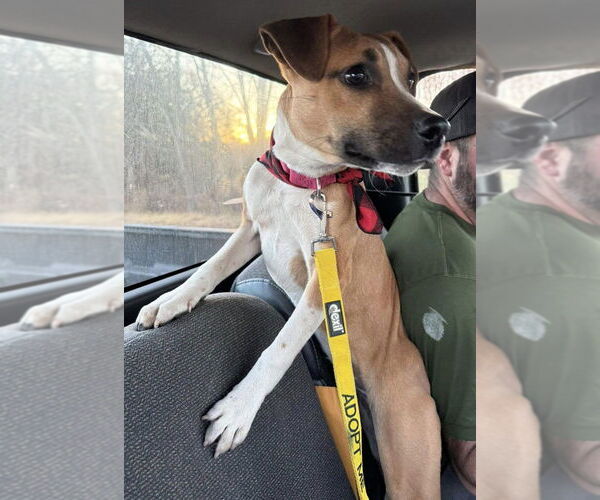 Medium Photo #3 Mutt Puppy For Sale in New York, NY, USA