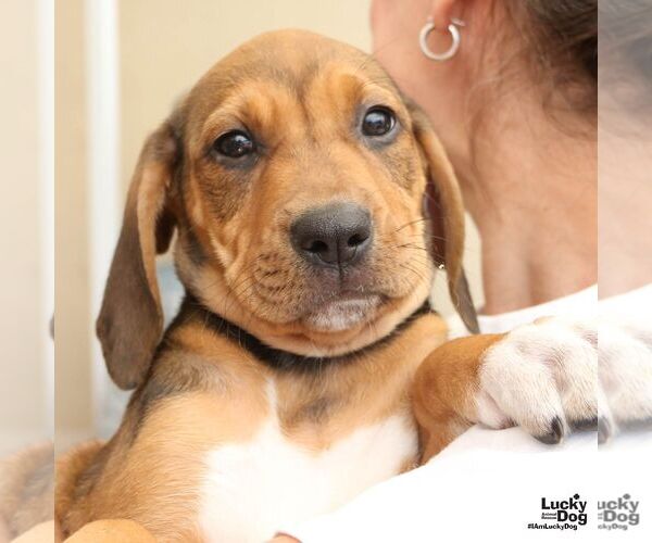 Medium Photo #2 Retriever -Unknown Mix Puppy For Sale in Washington, DC, USA