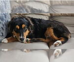 Small #1 Australian Shepherd