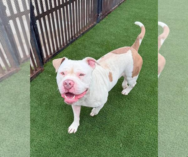 Medium Photo #6 Bulldog-Unknown Mix Puppy For Sale in Rockwall, TX, USA