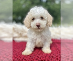 Schnoodle (Miniature) Puppy for sale in DEFIANCE, OH, USA