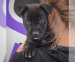 Small #5 Mutt