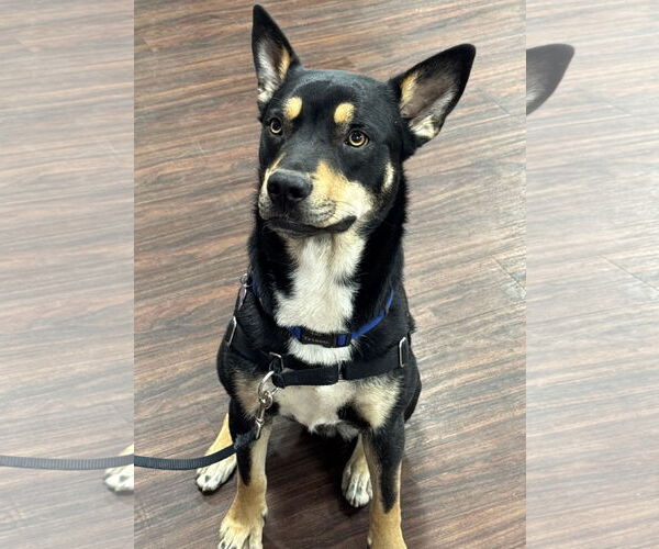 Medium Photo #2 Huskies -Unknown Mix Puppy For Sale in Fort Worth, TX, USA