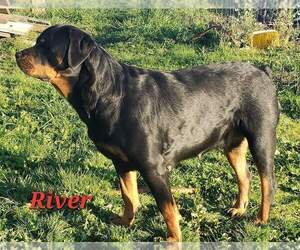 Mother of the Rottweiler puppies born on 12/22/2023