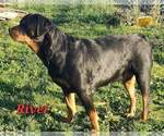 Small Photo #1 Rottweiler Puppy For Sale in GRESHAM, OR, USA