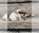 Small #2 Havanese