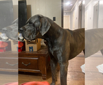 Small Photo #35 Great Dane Puppy For Sale in SAND SPRINGS, OK, USA