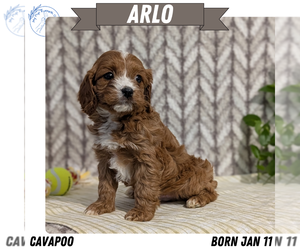 Medium Cavapoo (Miniature)