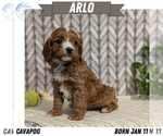 Puppy Arlo Cavapoo (Miniature)