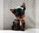 Small Photo #1 Yorkshire Terrier Puppy For Sale in BIRD IN HAND, PA, USA