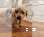 Puppy Purple Golden Labrador