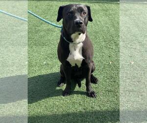 American Pit Bull Terrier-Labrador Retriever Mix Dogs for adoption in Rockwall, TX, USA