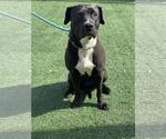 Small American Pit Bull Terrier-Labrador Retriever Mix