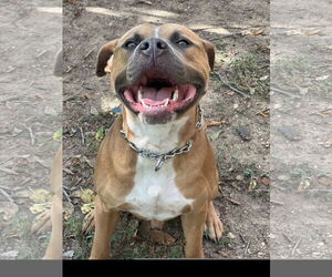 American Pit Bull Terrier Dogs for adoption in Denton, TX, USA