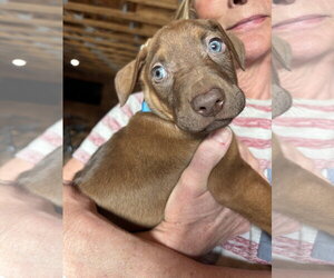 Doberman Pinscher-Holland Shepherd Mix Dogs for adoption in Minneaoplis, MN, USA