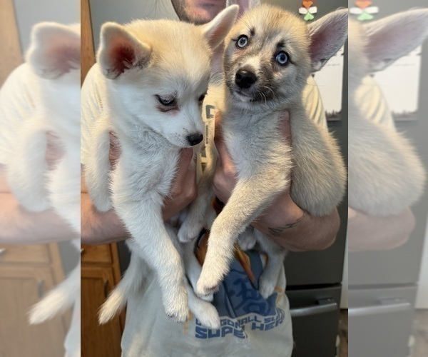 Medium Photo #216 Pomsky Puppy For Sale in LOVELAND, CO, USA