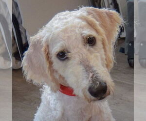 Mutt Dogs for adoption in Huntley, IL, USA