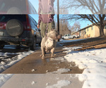 Small #2 American Bully