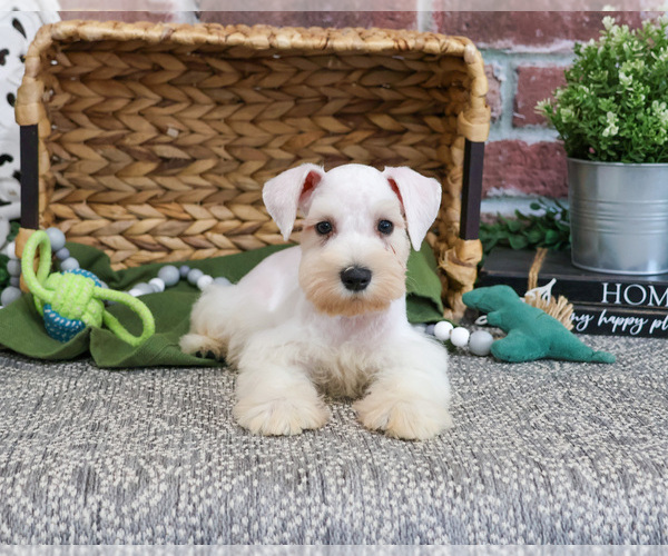 Medium Photo #4 Schnauzer (Miniature) Puppy For Sale in SYRACUSE, IN, USA
