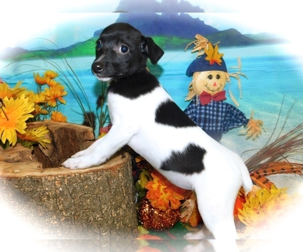 Medium Photo #2 Jack-Rat Terrier Puppy For Sale in HAMMOND, IN, USA