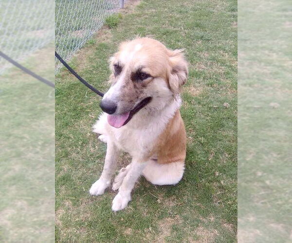 Medium Photo #4 Great Pyrenees Puppy For Sale in Spring, TX, USA