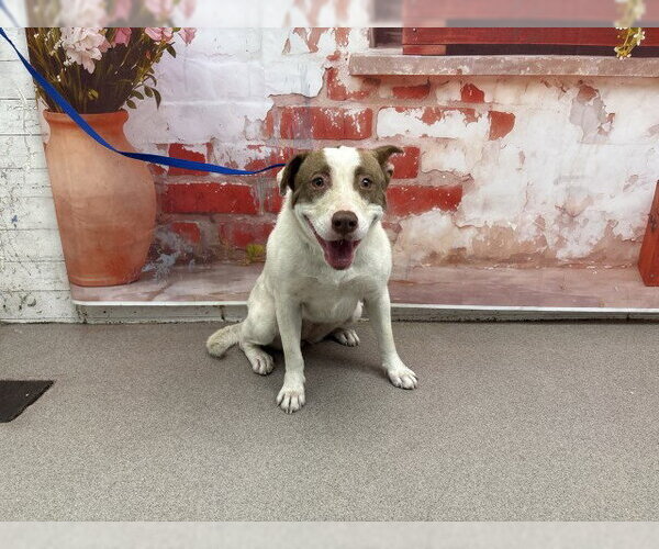 Medium Photo #1 Mutt Puppy For Sale in San Bernardino, CA, USA