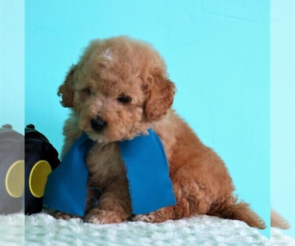 Medium Photo #4 Goldendoodle-Poodle (Miniature) Mix Puppy For Sale in NEWMANSTOWN, PA, USA