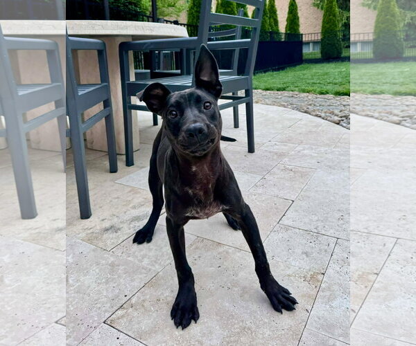 Medium Photo #4 American Pit Bull Terrier-Unknown Mix Puppy For Sale in Germantown, OH, USA