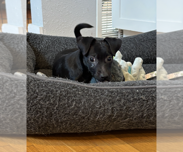 Medium Photo #5 Chihuahua-Unknown Mix Puppy For Sale in Bellevue, WA, USA