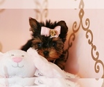 Small Yorkshire Terrier