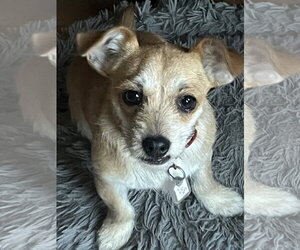 Chihuahua-Unknown Mix Dogs for adoption in Denver , CO, USA