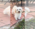 Small #3 Maltese