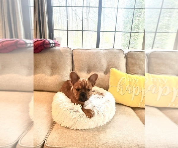 Medium Photo #3 French Bulldog Puppy For Sale in WOODBRIDGE, VA, USA