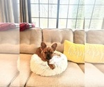 Small #2 French Bulldog