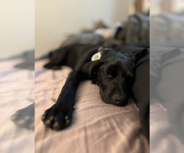 Medium Photo #3 Mutt Puppy For Sale in Candler, NC, USA