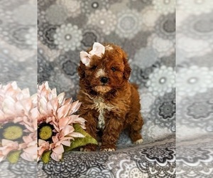 Poodle (Miniature) Puppy for sale in NOTTINGHAM, PA, USA