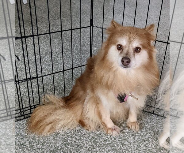 Medium Photo #2 Pomeranian Puppy For Sale in St. Louis Park, MN, USA