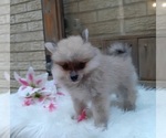 Small Photo #12 Pomeranian Puppy For Sale in CARTHAGE, TX, USA