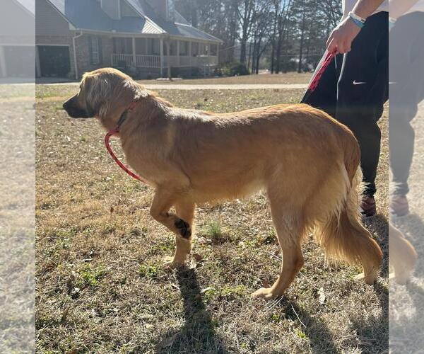 Medium Photo #2 Golden Retriever-Unknown Mix Puppy For Sale in Yardley, PA, USA