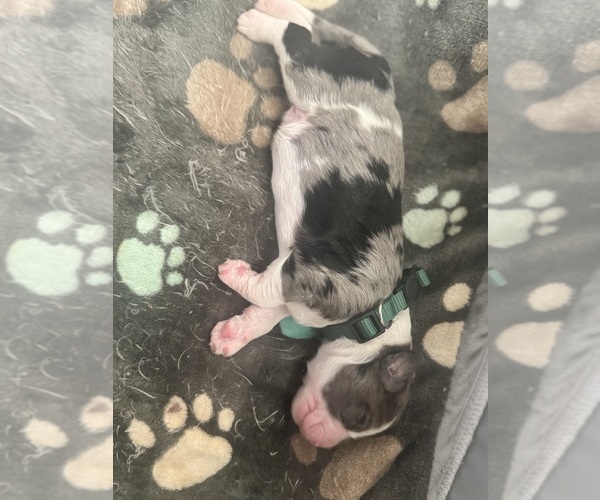 Medium Photo #71 Aussiedoodle-Bernedoodle Mix Puppy For Sale in BELTON, SC, USA