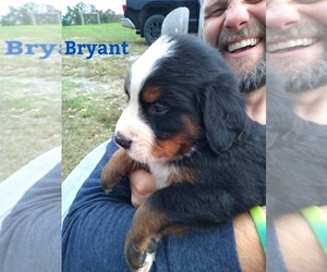 Bernese Mountain Dog Puppy for sale in CONWAY, AR, USA