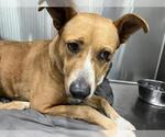 Small Carolina Dog Mix