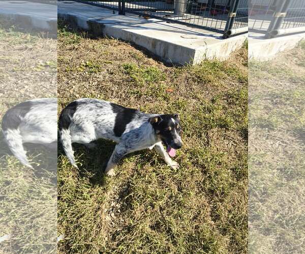 Medium Photo #3 Australian Shepherd-Red Heeler Mix Puppy For Sale in Stover, MO, USA
