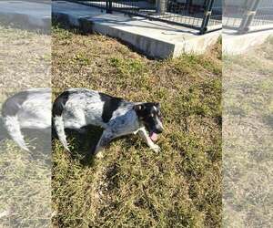 Lexy - Female Australian Shepherd-Red Heeler Mix Dog for Adoption - Photo #3
