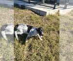 Small Photo #3 Australian Shepherd-Red Heeler Mix Puppy For Sale in Stover, MO, USA