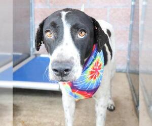 Mutt Dogs for adoption in San Antonio, TX, USA