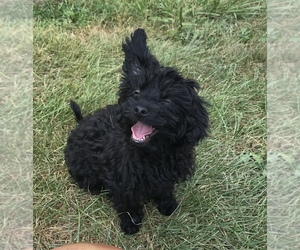 Poodle (Toy)-Yorkshire Terrier Mix Dogs for adoption in RICHMOND, MI, USA