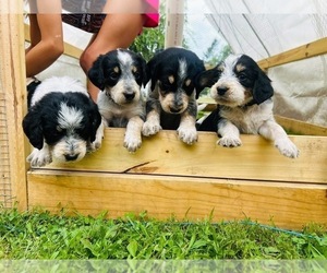 Bernedoodle-Bluetick Coonhound Mix Litter for sale in RINGTOWN, PA, USA