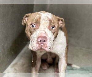 American Pit Bull Terrier Dogs for adoption in San Bernardino, CA, USA