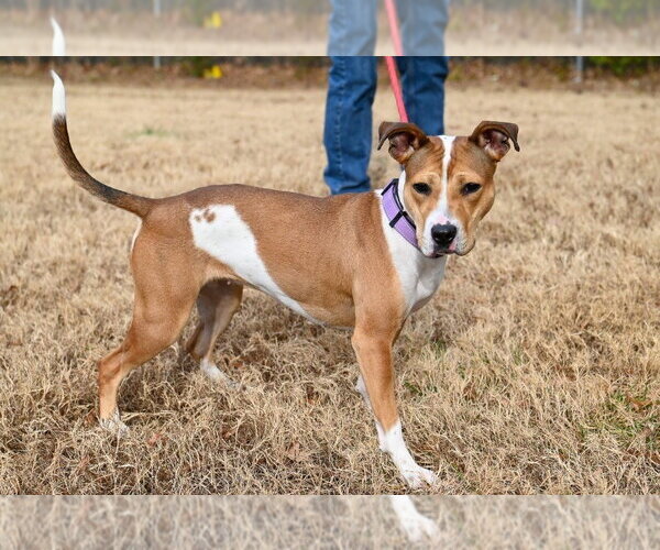 Medium Photo #11 Jack Russell Terrier-Unknown Mix Puppy For Sale in Glen Allen, VA, USA